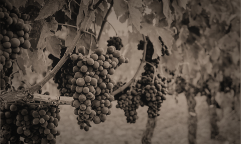 Organic Grapes